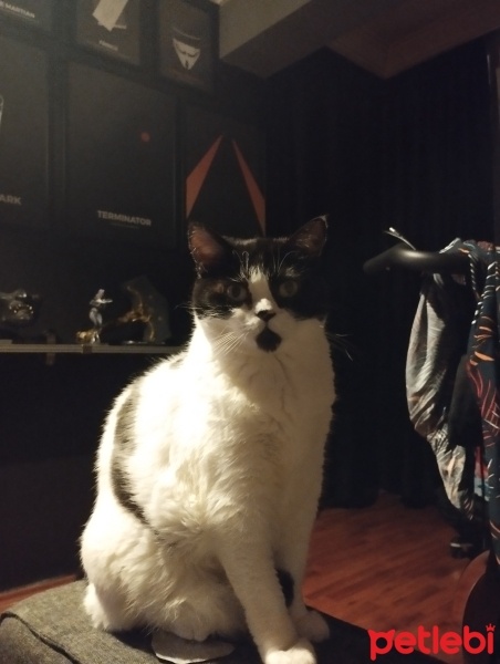 Tekir Kedi, Kedi  Ponçik fotoğrafı