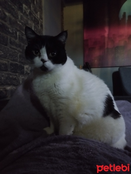 Tekir Kedi, Kedi  Ponçik fotoğrafı