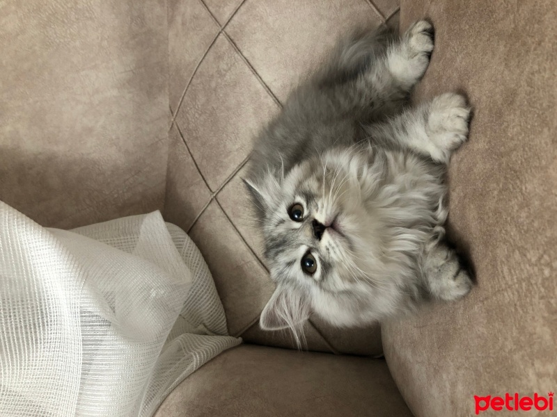 Scottish Fold, Kedi  Pamuk şeker fotoğrafı