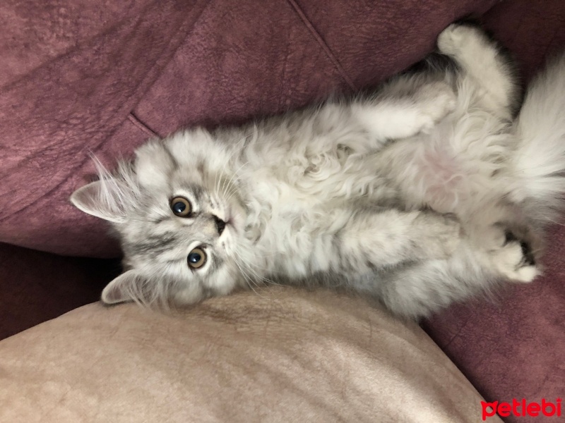 Scottish Fold, Kedi  Pamuk şeker fotoğrafı