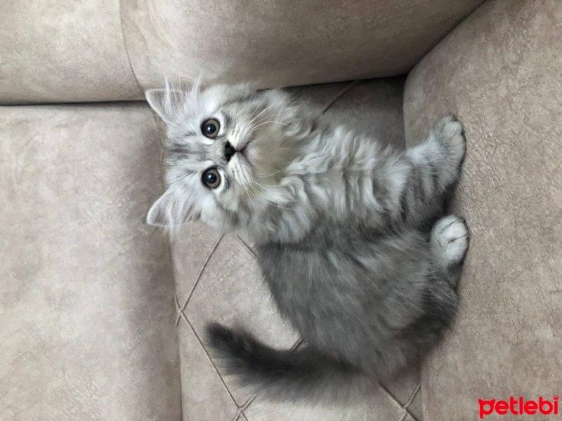 Scottish Fold, Kedi  Pamuk şeker fotoğrafı
