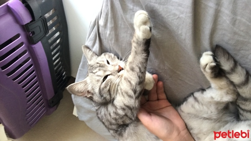 Tekir Kedi, Kedi  şeker fotoğrafı