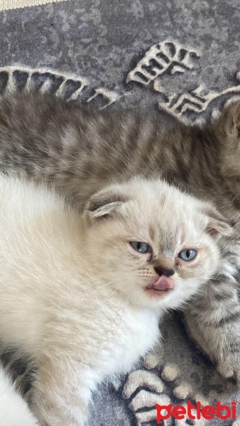 Scottish Fold, Kedi  Boncuk fotoğrafı
