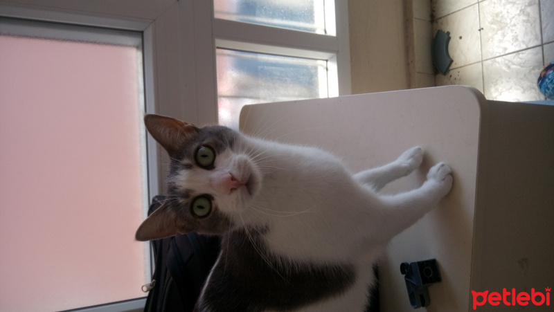 Tekir Kedi, Kedi  Lokum fotoğrafı
