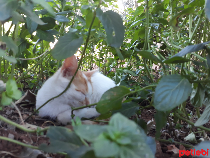 Tekir Kedi, Kedi  Dedo fotoğrafı