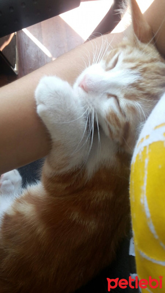 Tekir Kedi, Kedi  GIRGIR fotoğrafı