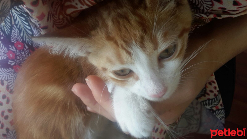 Tekir Kedi, Kedi  GIRGIR fotoğrafı