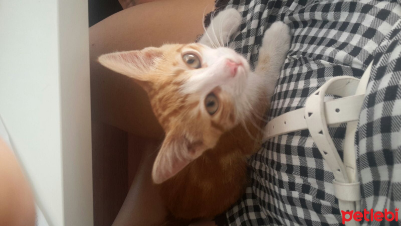 Tekir Kedi, Kedi  GIRGIR fotoğrafı
