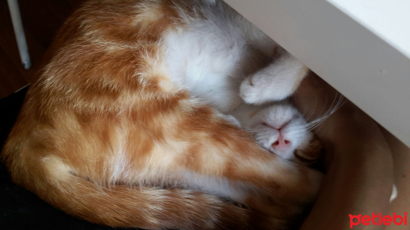 Tekir Kedi, Kedi  GIRGIR fotoğrafı