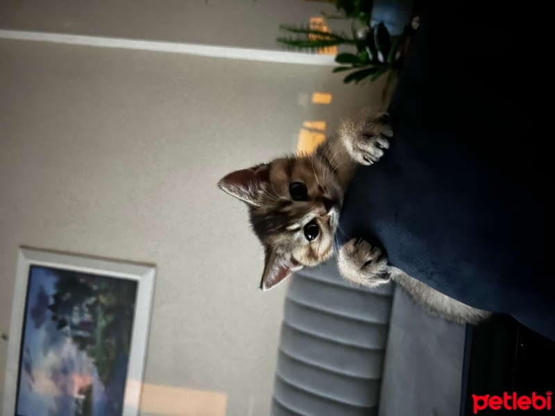 British Shorthair, Kedi  Joey fotoğrafı