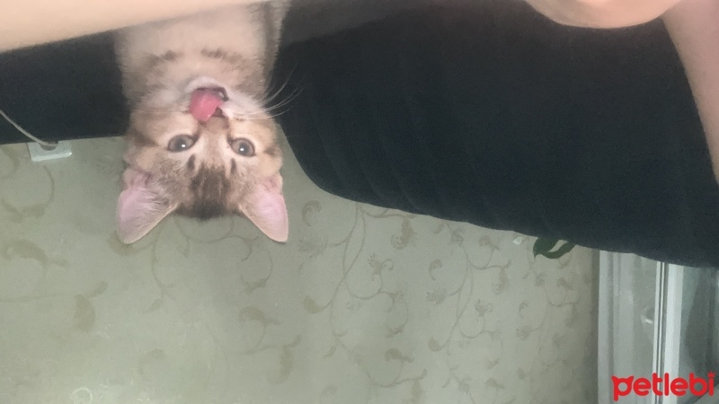 British Shorthair, Kedi  Joey fotoğrafı