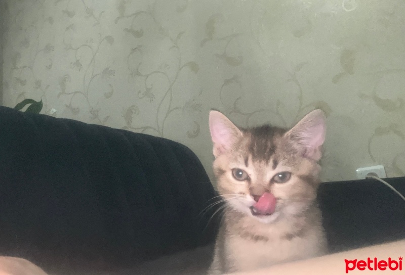 British Shorthair, Kedi  Joey fotoğrafı