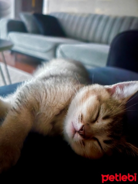 British Shorthair, Kedi  Joey fotoğrafı