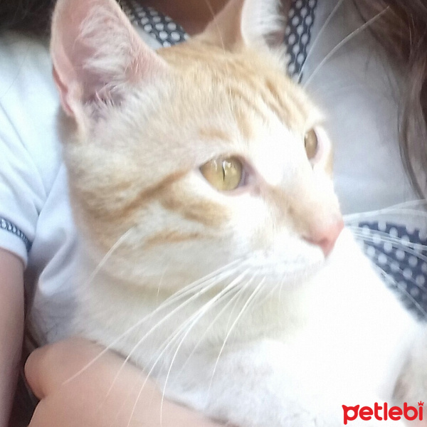 Tekir Kedi, Kedi  Cuguli pati fotoğrafı