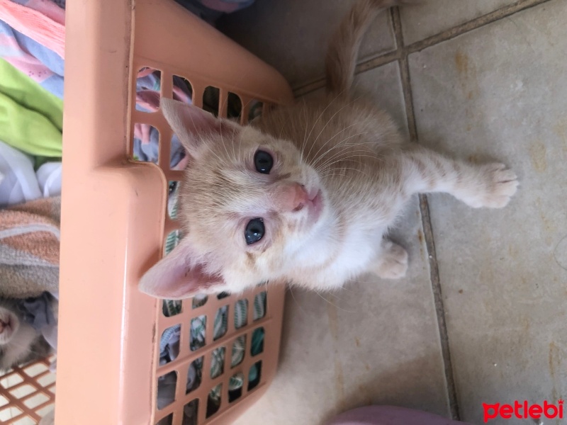 Tekir Kedi, Kedi  Duman fotoğrafı