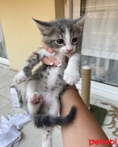 Tekir Kedi, Kedi  Duman fotoğrafı