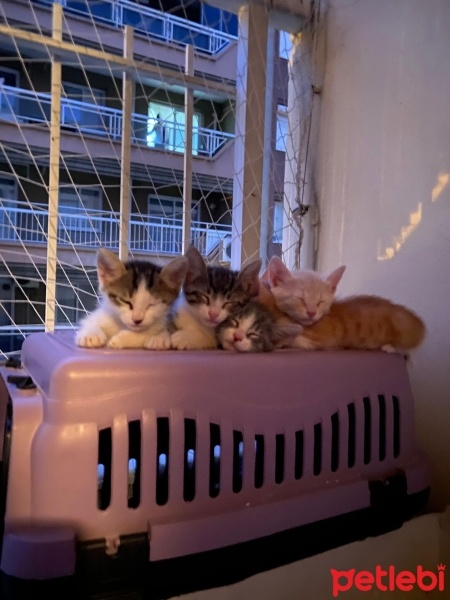Tekir Kedi, Kedi  Duman fotoğrafı