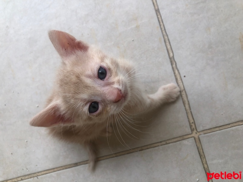 Tekir Kedi, Kedi  Duman fotoğrafı