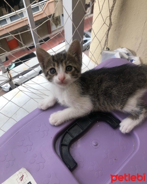 Tekir Kedi, Kedi  Duman fotoğrafı