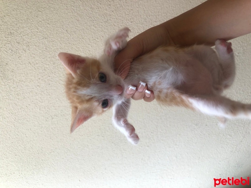 Tekir Kedi, Kedi  Duman fotoğrafı