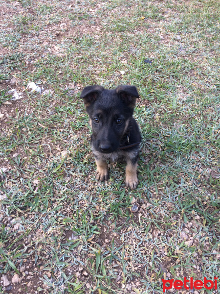 Alman Çoban Köpeği, Köpek  BOBBY fotoğrafı