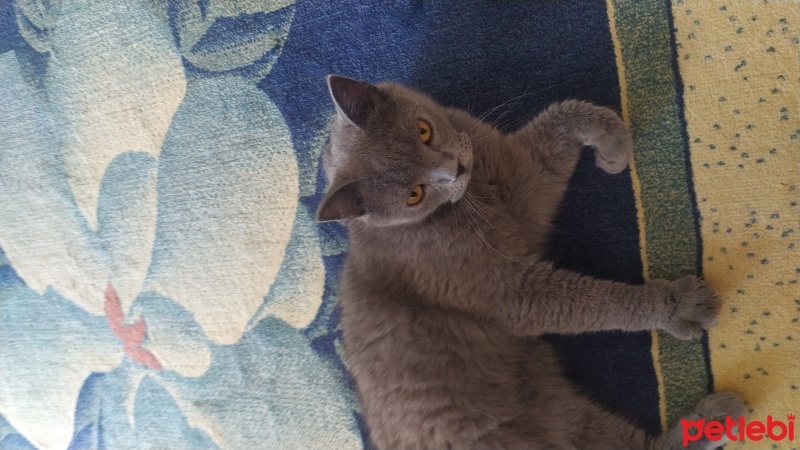 British Shorthair, Kedi  Paşa fotoğrafı