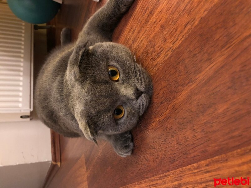 Scottish Fold, Kedi  Mirabelle fotoğrafı