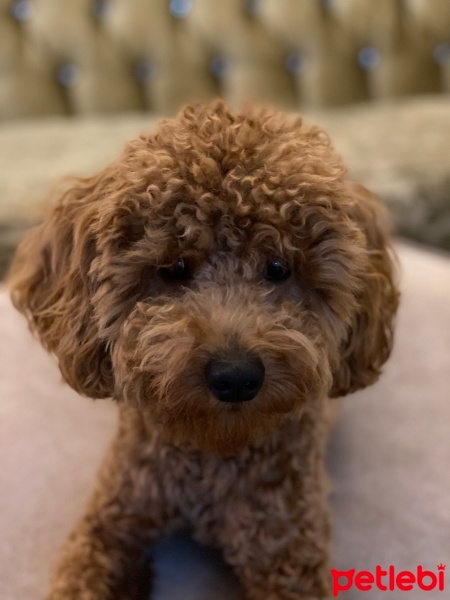 Poodle (Minyatür Kaniş), Köpek  Sonic fotoğrafı