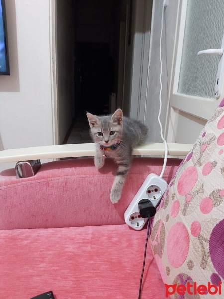 British Shorthair, Kedi  Bıdık fotoğrafı