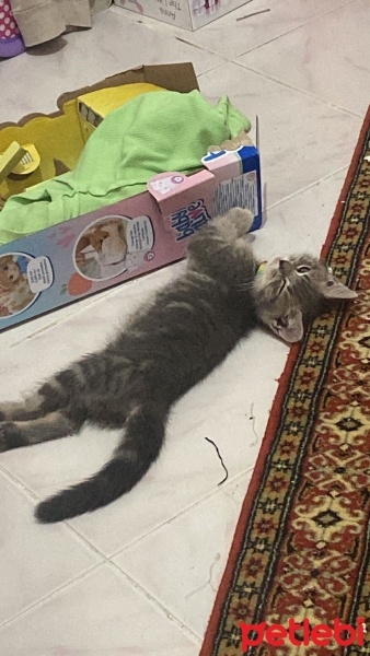 British Shorthair, Kedi  Bıdık fotoğrafı