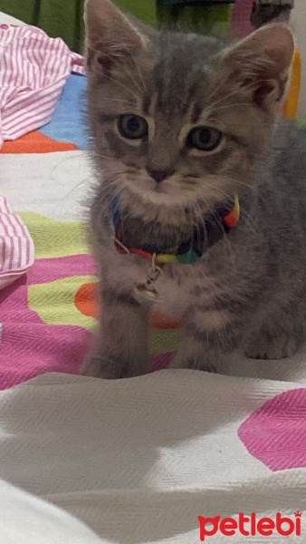British Shorthair, Kedi  Bıdık fotoğrafı