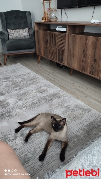 Siyam Kedisi, Kedi  Bulut fotoğrafı