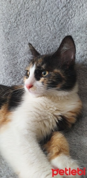 Tekir Kedi, Kedi  Pera fotoğrafı