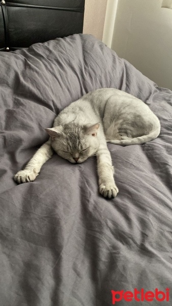 British Shorthair, Kedi  Mia fotoğrafı