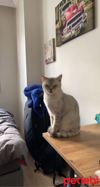 British Shorthair, Kedi  Mia fotoğrafı