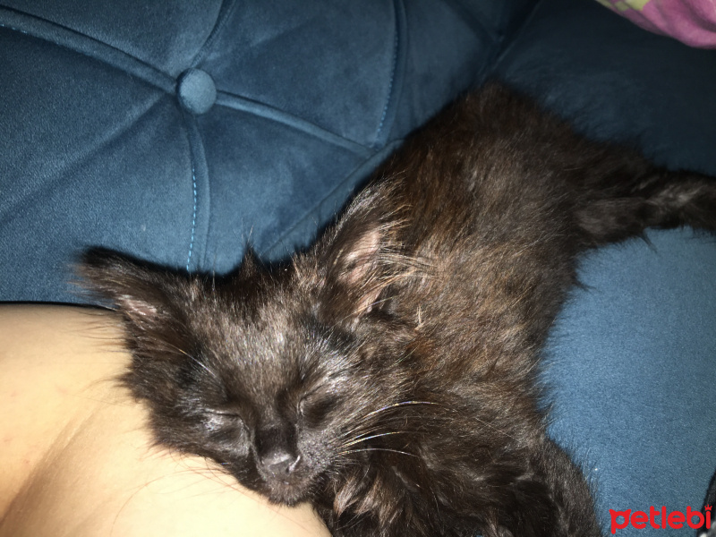 Tekir Kedi, Kedi  Felix fotoğrafı
