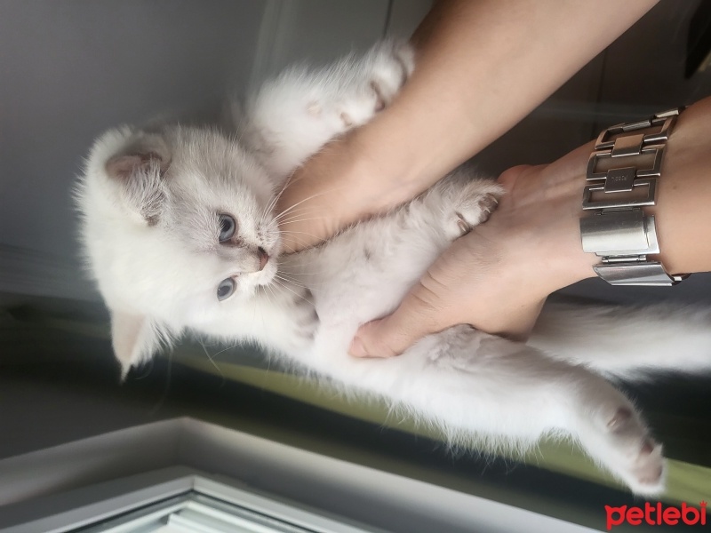 British Shorthair, Kedi  Bulut fotoğrafı