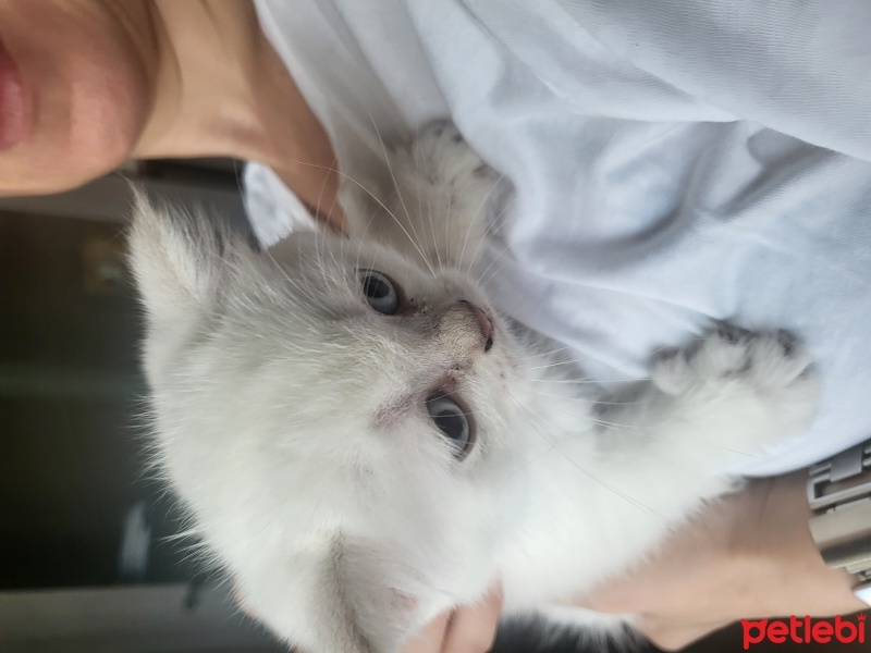 British Shorthair, Kedi  Bulut fotoğrafı
