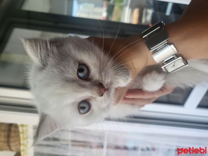 British Shorthair, Kedi  Bulut fotoğrafı