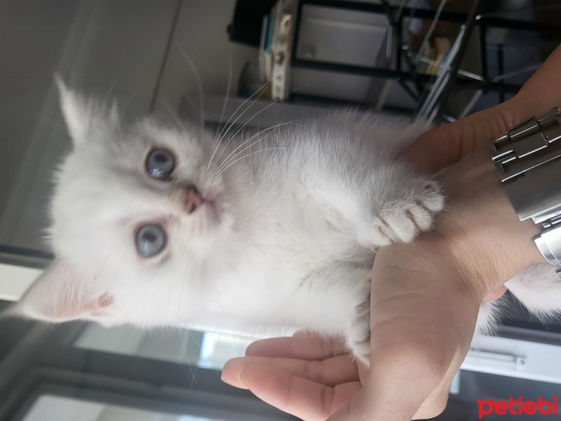 British Shorthair, Kedi  Bulut fotoğrafı