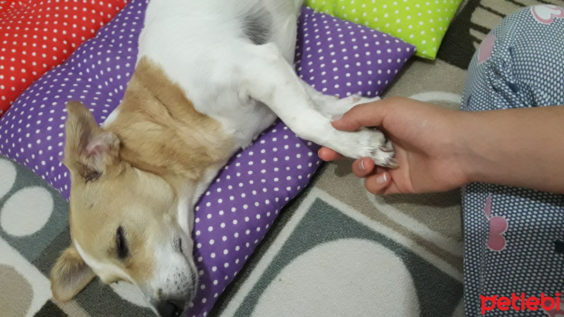 Jack Russell Terrier, Köpek  Siboş fotoğrafı