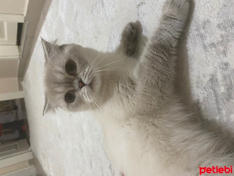 Scottish Fold, Kedi  Balım fotoğrafı