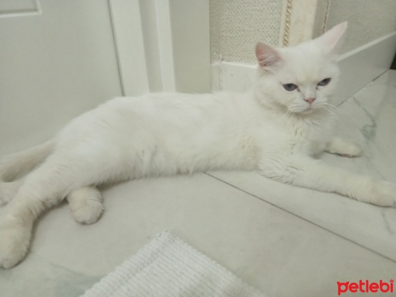 British Shorthair, Kedi  Mia fotoğrafı