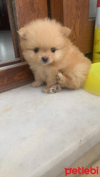 Pomeranyalı, Köpek  Lucy fotoğrafı