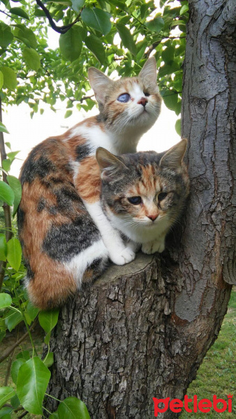 Bengal, Kedi  Sütla ve Güllaç fotoğrafı