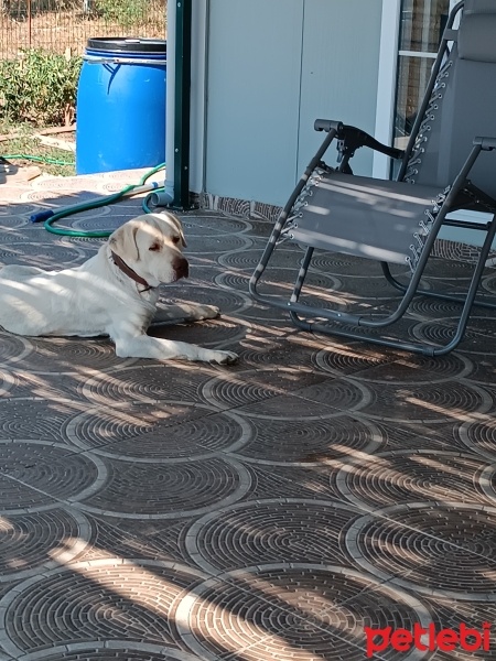 Labrador Retriever, Köpek  Lusi fotoğrafı