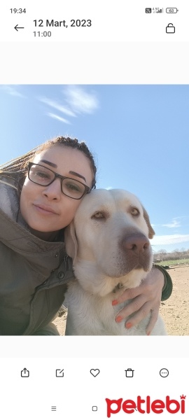 Labrador Retriever, Köpek  Lusi fotoğrafı