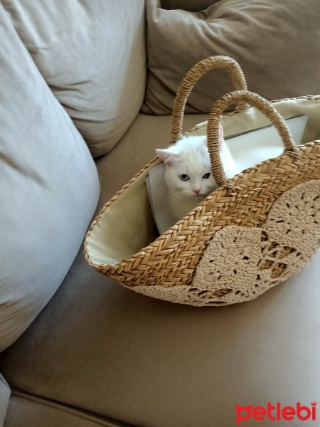 British Shorthair, Kedi  Venüs fotoğrafı