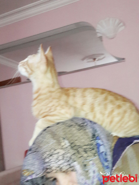 Tekir Kedi, Kedi  Garfield fotoğrafı