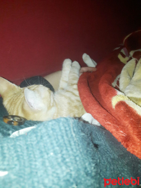 Tekir Kedi, Kedi  Garfield fotoğrafı